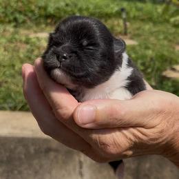Connie - Black parti female Pomeranian puppy in Jefferson City, Missouri from MJ’s Pomeranians