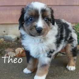 Theo - Blue merle male Miniature American Shepherd puppy in Godley, Texas from Flying H Toy and Mini Aussies