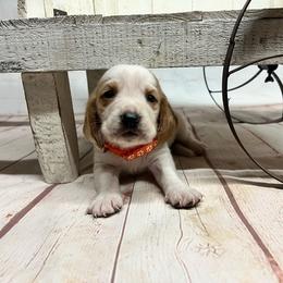 Orange Collar Little Boy - Lemon and white male Basset Hound puppy in Hurtsboro, Alabama from PARK’s Family Farm