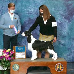 Lauretta - English Springer Spaniel