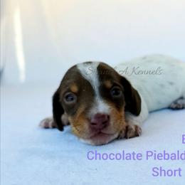 Eeyore - Piebald male Dachshund puppy in Quitman, Mississippi from S-and-A Kennels