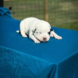 Blue collar - Blue speckled male Australian Cattle Dog puppy in Spokane, Washington from 4D Cattle Dogs