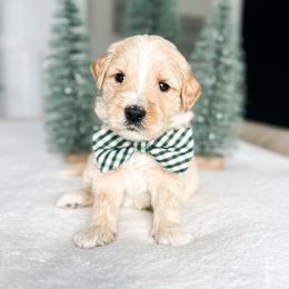 G.I. Joe - Apricot male Goldendoodle puppy in Sterling, Illinois from Charley's Goldendoodles
