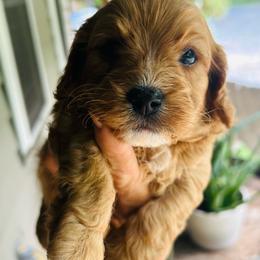 Taylor - male Cavapoochon puppy in Natural Bridge, Virginia from Rockbridge Puppies