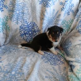 Blackstar - Black white and tan female Collie puppy in St Stephens, Wyoming from Desert Kennels