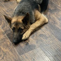 Nairobi - German Shepherd