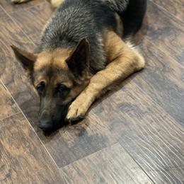Nairobi - German Shepherd