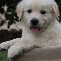 Golden Retrievers from Lucky Charm Goldens