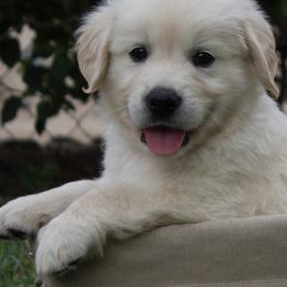 Golden Retrievers from Lucky Charm Goldens