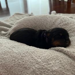 Rottweiler Puppies from Thistle Wild Rottweilers