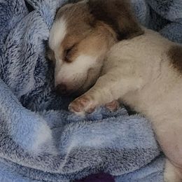 Dachshunds from Hotdog Habit of Las Vegas