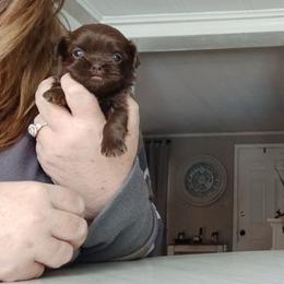 Bracely - Liver female Shih Tzu puppy in Brodnax, Virginia from Kbsshihtzus