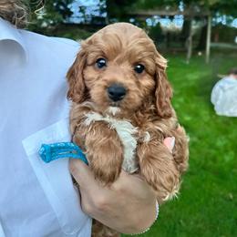Blue Moon - male Cavapoochon puppy in Clementon, New Jersey from PitterPatterPuppiesNJ