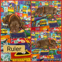 Ruler - Chocolate male Catahoula Leopard Dog puppy in Forbes, Minnesota from North Country Catahoulas