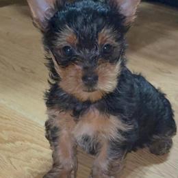 Cinder - Black and gold female Yorkshire Terrier puppy in Tyler, Texas from YorkiStars