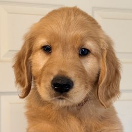 Bay Leaf (Brown Collar) - Dark golden male Golden Retriever puppy in Jefferson, Iowa from New Beginnings Acres