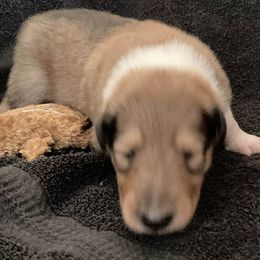 Beaver - Sable and white male Collie puppy in Yulee, Florida from Three Collie Farm