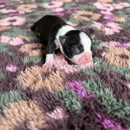 Boston Terrier Puppies from Smith Sister Kennels
