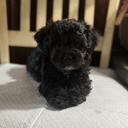 Girl 1 031725 - Black & white female Maltipoo puppy in Bakersfield, California from Silvia's Maltipoos