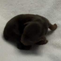 Penny AKC - Chocolate and tan female Yorkshire Terrier puppy in Labelle, Florida from Chocolate and Parti Yorkies in Florida