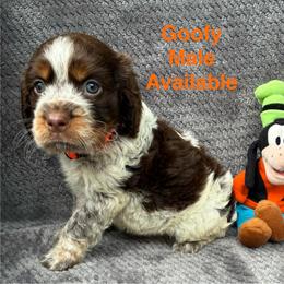 Goofy - Tri-Roan male English Springer Spaniel puppy in Hudson, Michigan from Picky’s Puppies