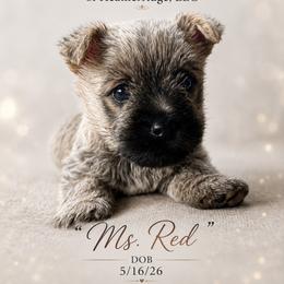 Ms. Red - Cream female Cairn Terrier puppy in Pottersville, Missouri from Cairn Terriers of Heatherridge,LLC