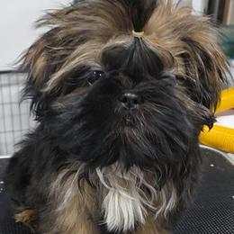 Soleil - Sable female Shih Tzu puppy in Riverside, California from Raincross Shih Tzu