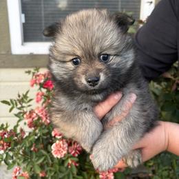 Honey - Wolf sable female Pomeranian puppy in Fruitland, Idaho from Stephanie Gonzalez