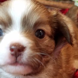 Chihuahuas from Heartland Chihuahua