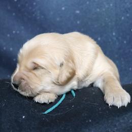 Sage teal collar - Golden male Golden Retriever puppy in Great Falls, Montana from VS Golden Fields