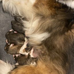 Shetland Sheepdog Puppies from Clark Kennel Shelties