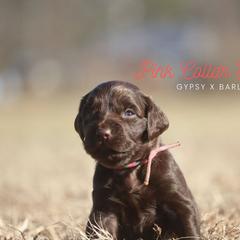 Girl 3 - Liver female Boykin Spaniel puppy in Capron, Virginia from Triple Creek Kennel
