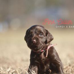 Girl 3 - Liver female Boykin Spaniel puppy in Capron, Virginia from Triple Creek Kennel