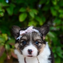 Salem - Black and tan female Pembroke Welsh Corgi puppy in Spanish Fork, Utah from Sorensen Corgis