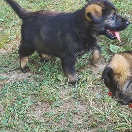German Shepherd Puppies from Triple K Kennels