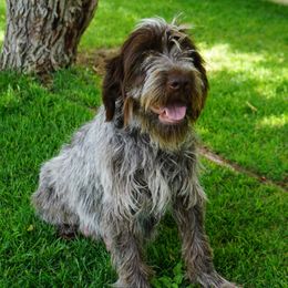 Scout - Wirehaired Pointing Griffon