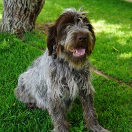 Scout - Wirehaired Pointing Griffon