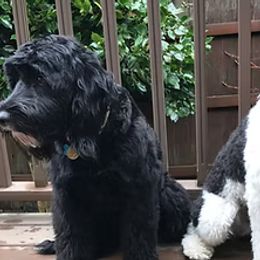 Portuguese Water Dogs from Portie Puppies