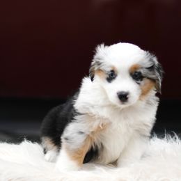 PEPPERMINT - Blue merle female Miniature American Shepherd puppy in Pasco, Washington from ROCK CREEK