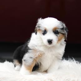 PEPPERMINT - Blue merle female Miniature American Shepherd puppy in Pasco, Washington from ROCK CREEK
