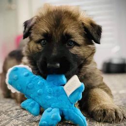 Shiloh Shepherds from Hill Country Shilohs