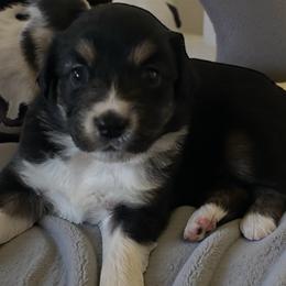 Molly - Black tri female Miniature Australian Shepherd puppy in Placerville, California from JRW COLDSPRINGS MINI AUSSIE’S
