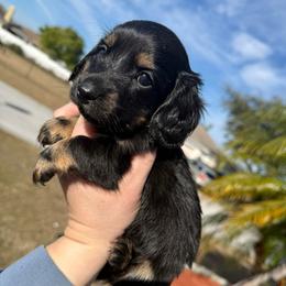 Boy 1 - Black and tan male Dachshund puppy in Winter Haven, Florida from Davidson's Dachshunds