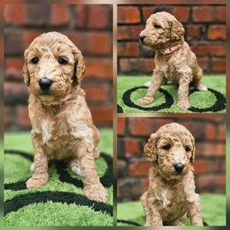 Jesse - Apricot female Goldendoodle puppy in Harris County, Texas from Cute & Curly Doodles