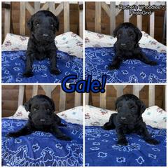 Gale - Merle male Whoodle puppy in Gladewater, Texas from Kalin’s K9s