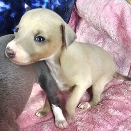 Lorax - Fawn male Italian Greyhound puppy in Cadwell, Georgia from All The DoDa Day Italian Greyhounds