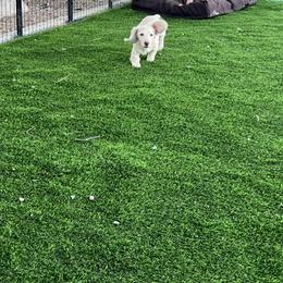 Dachshund Puppies from Dachshund Family Love Breeders