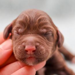 Ganache - Chocolate male Australian Labradoodle puppy in Redding, California from Shasta Royal Monroe Puppies