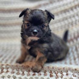 Sage - Blue and white male Chihuahua puppy in Plainfield, Indiana from Abby's Pampered Pooches