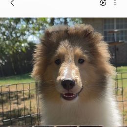 Itsy Bitsy - Sable and white male Shetland Sheepdog puppy in Seminole, Oklahoma from Symphony Shelties